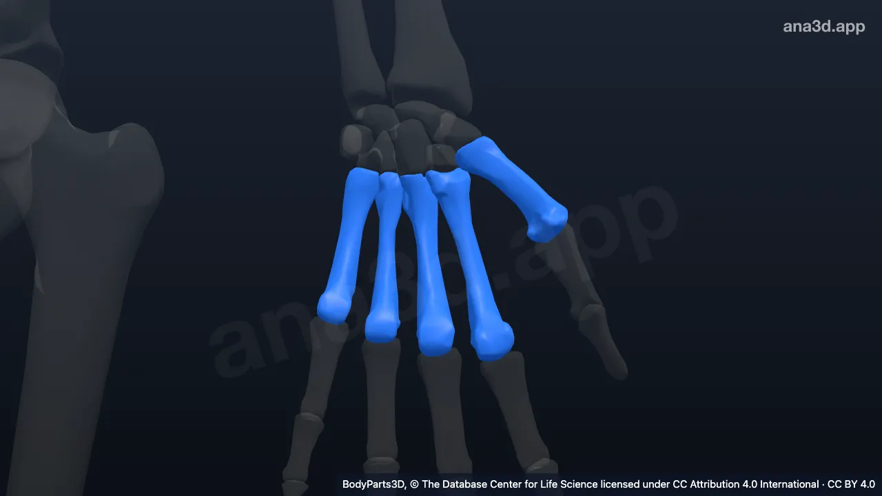 3D model: left hand proper