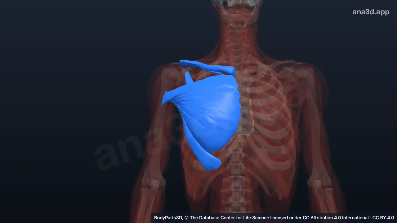 Model 3D: Bagian pektoral dada kanan