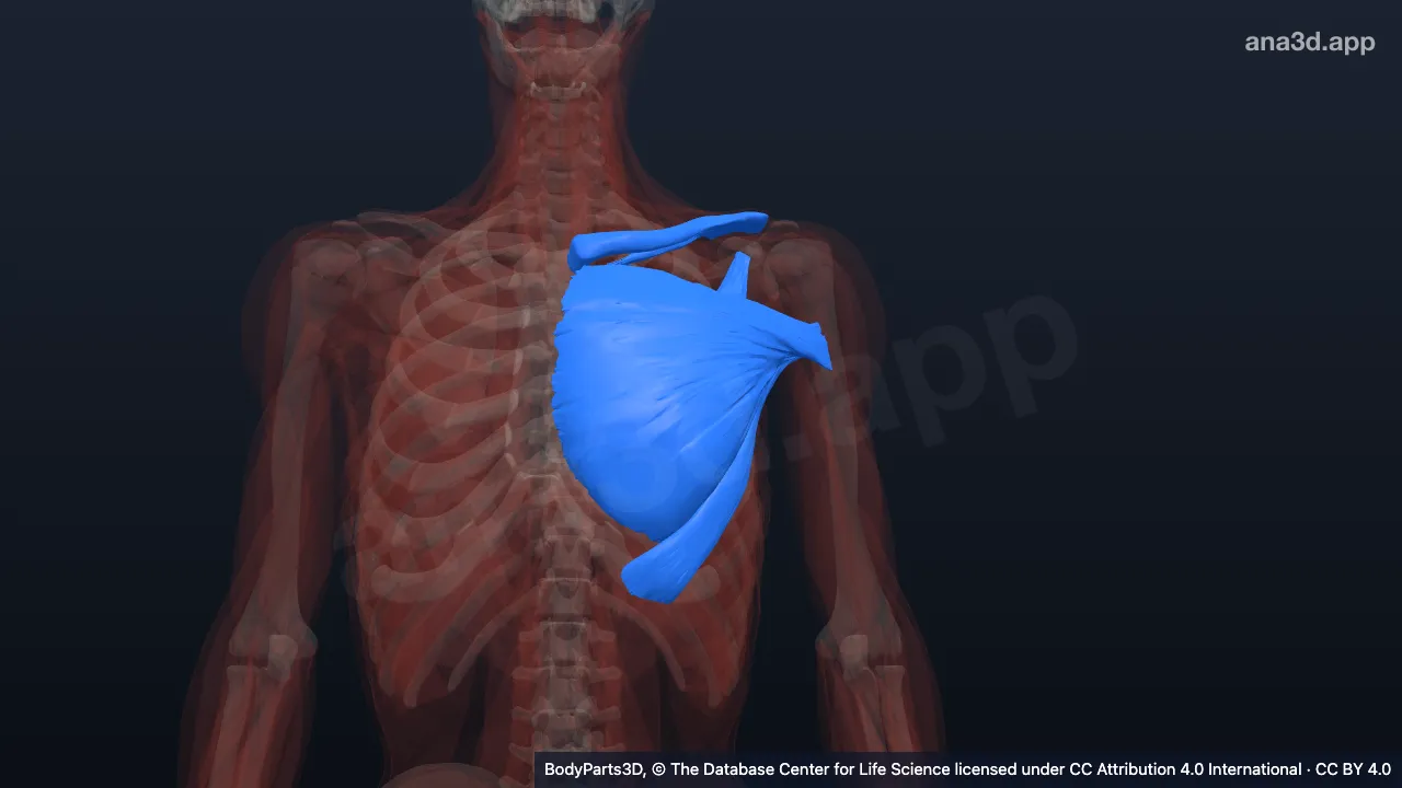 3D model: left pectoral part of chest