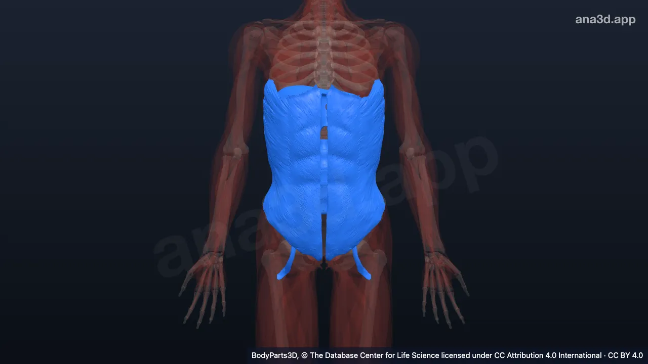3D model: abdomen proper