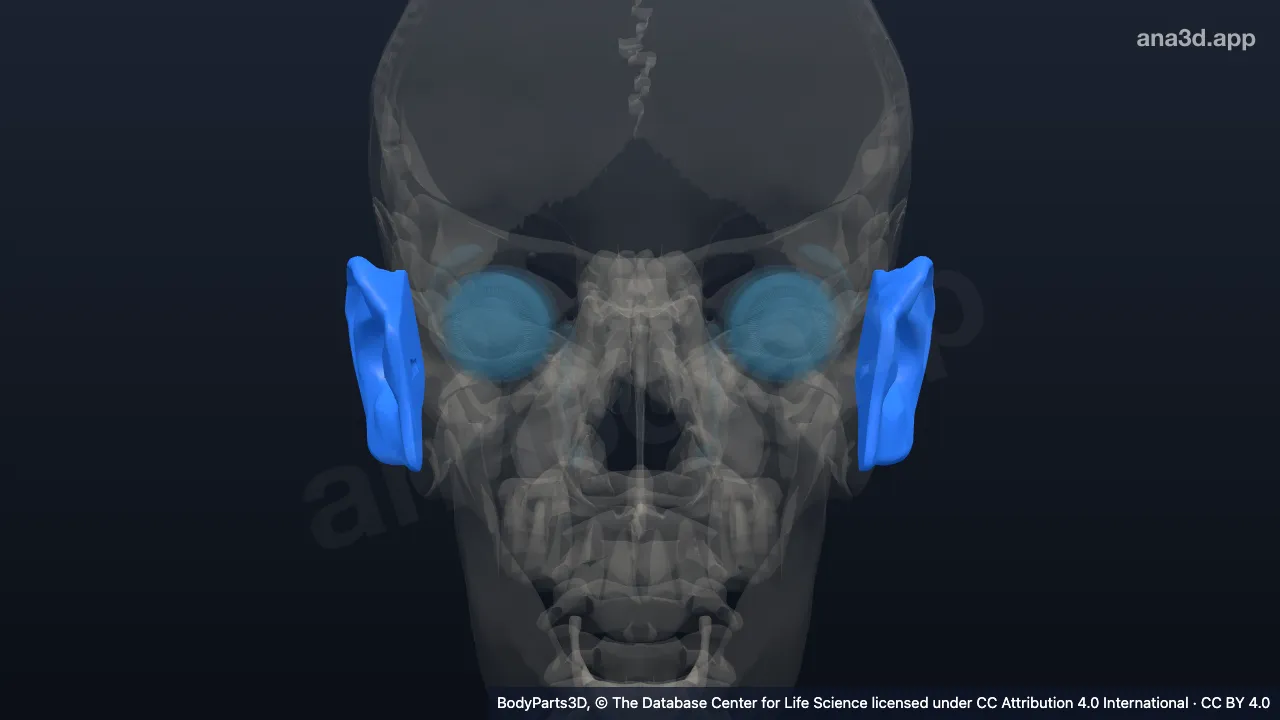 3D 模型：头耳颞部的分部