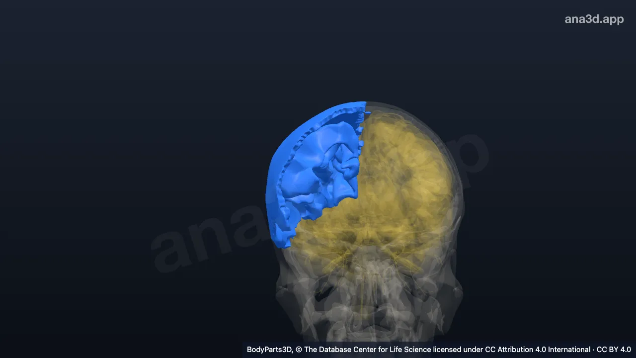 3D model: right parietal part of head