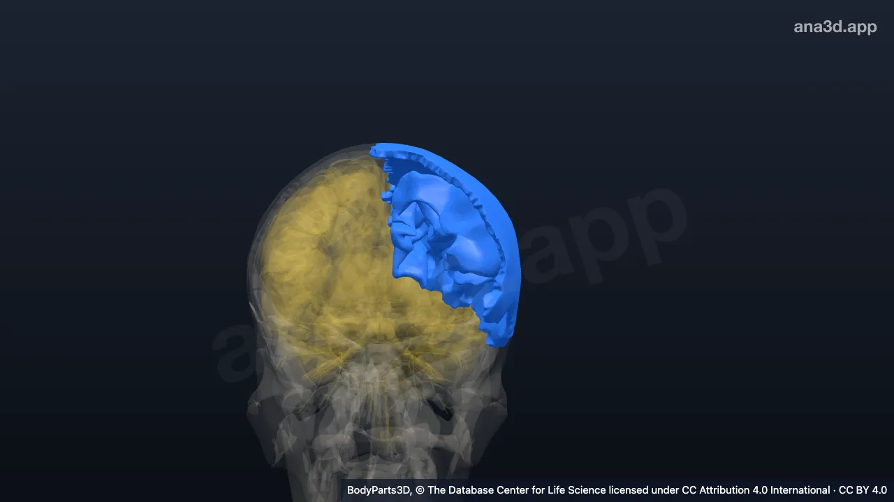 Modelo 3D: Parte parietal izquierda de la cabeza