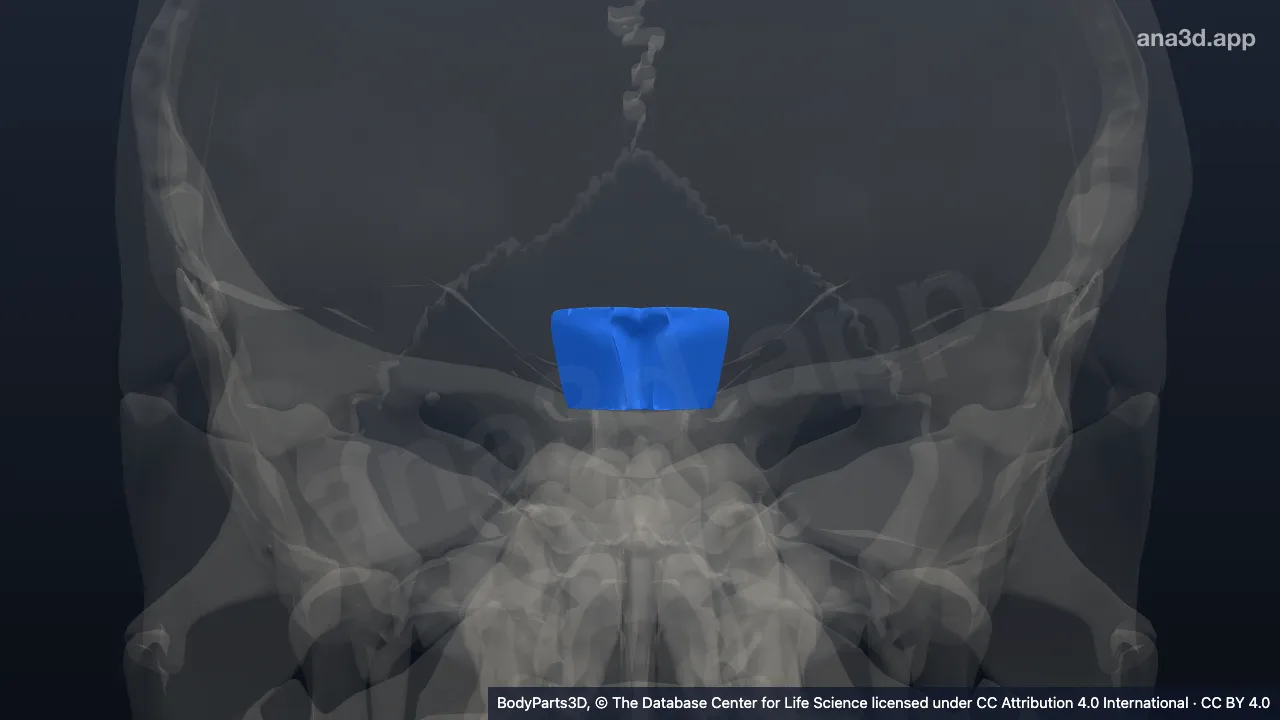 3D model: cardinal segment of brain