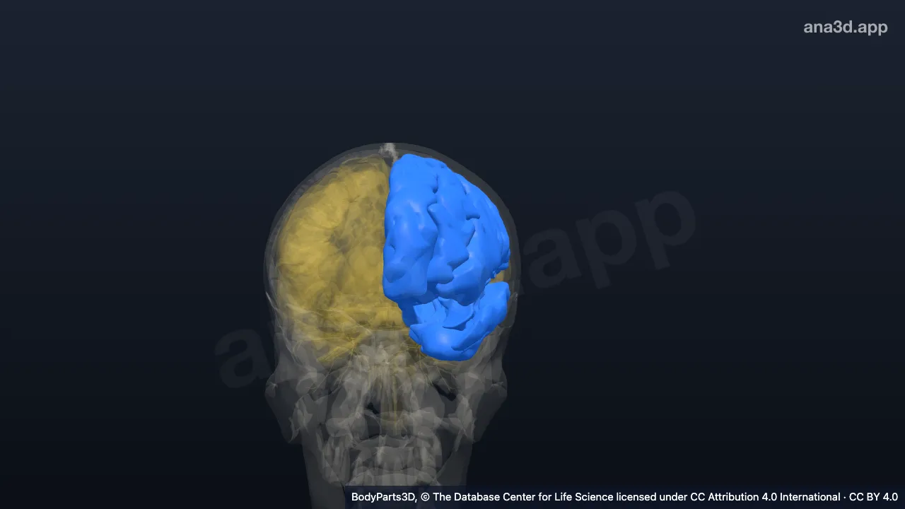 Mô hình 3D: Bán cầu đại não trái