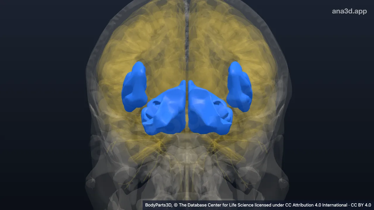 Modèle 3D : Lobe de l'hémisphère cérébral