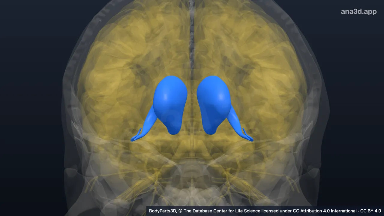 3D model: caudate nucleus