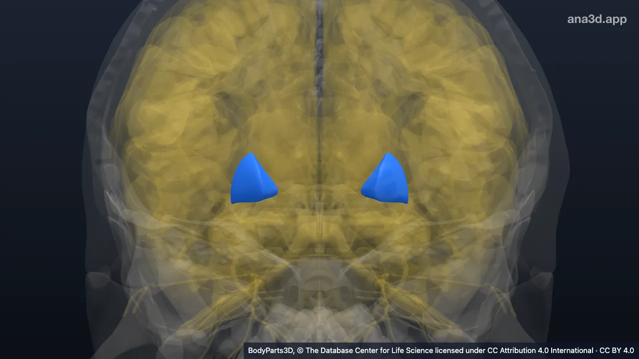 3D model: globus pallidus