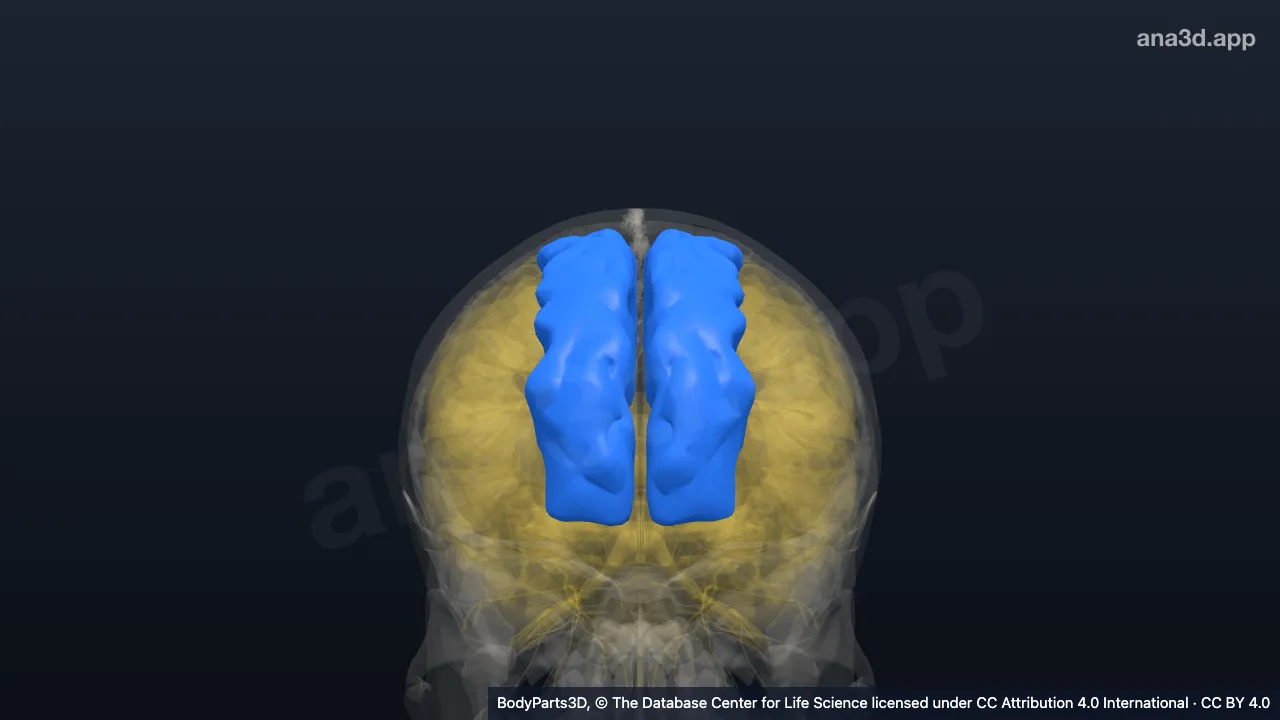 3D-Modell: Gyrus frontalis superior