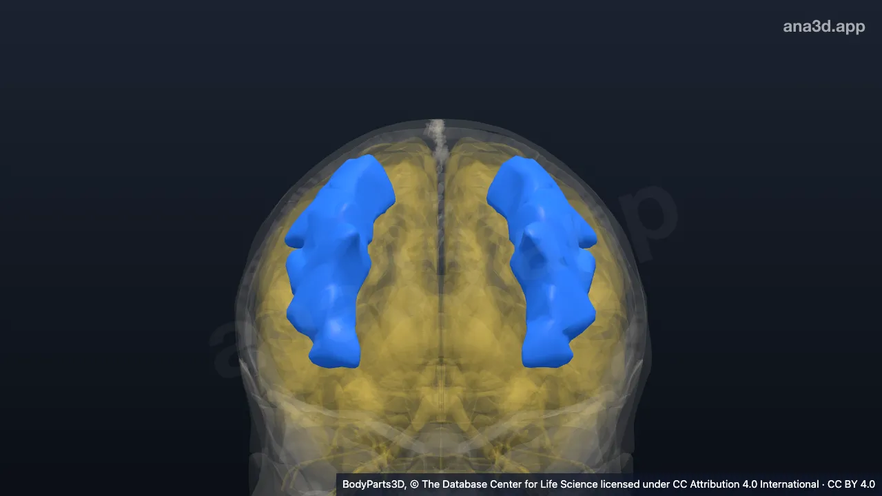 3D-Modell: Gyrus frontalis medius
