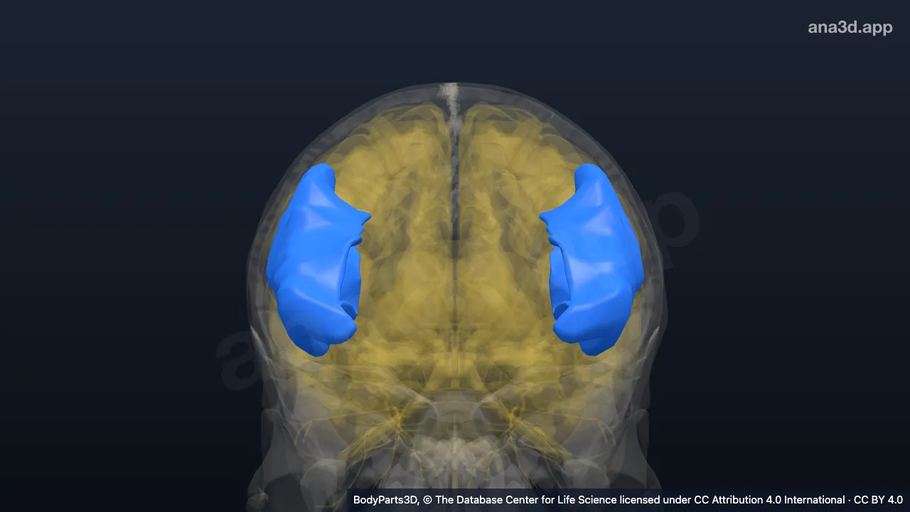 3D-Modell: Gyrus frontalis inferior