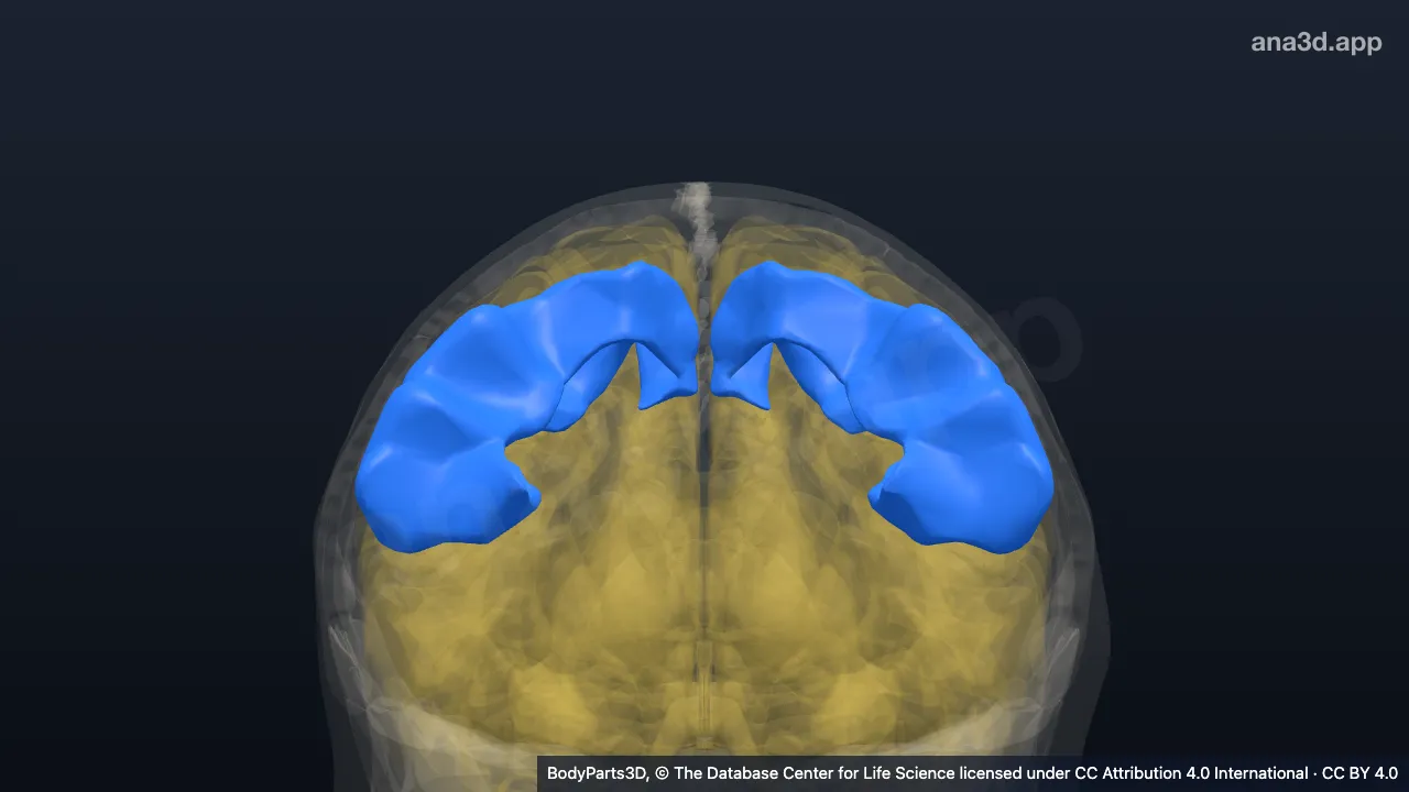 3D-Modell: Gyrus postcentralis