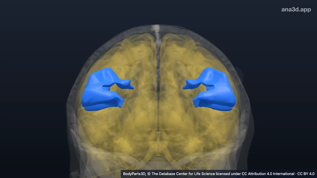 3D-Modell: Gyrus supramarginalis