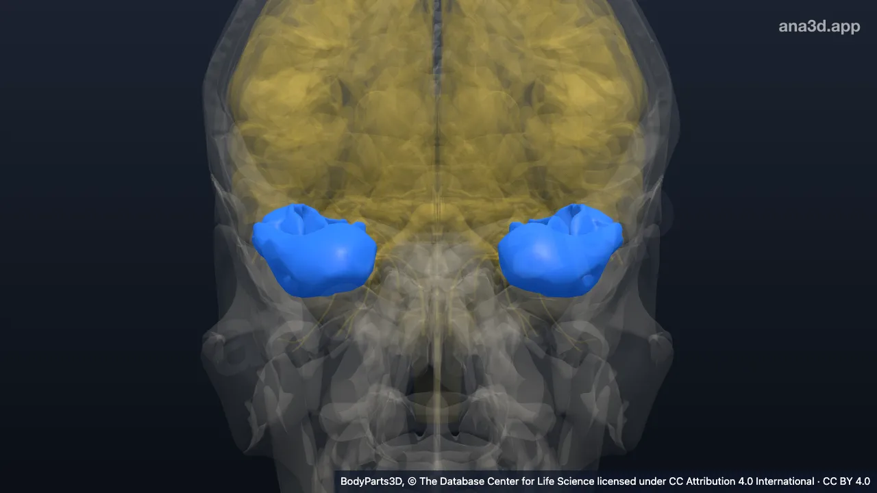 3D model: inferior temporal gyrus