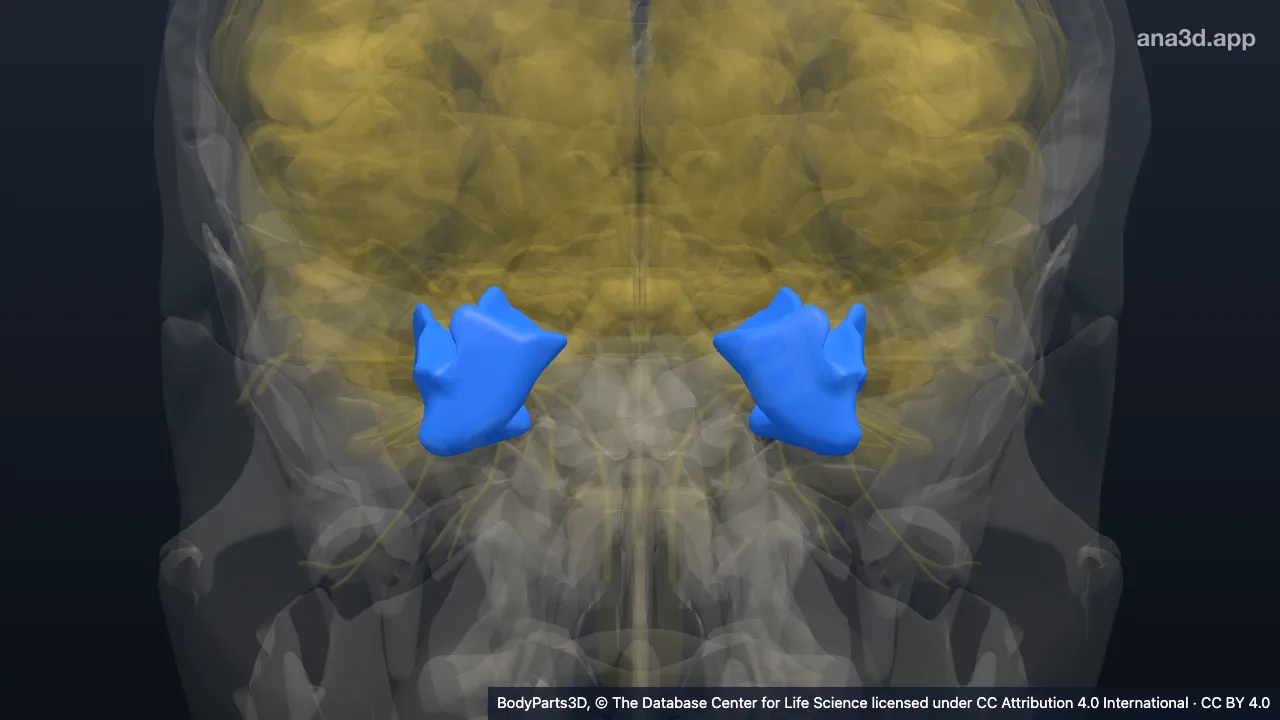 Modelo 3D: Giro fusiforme