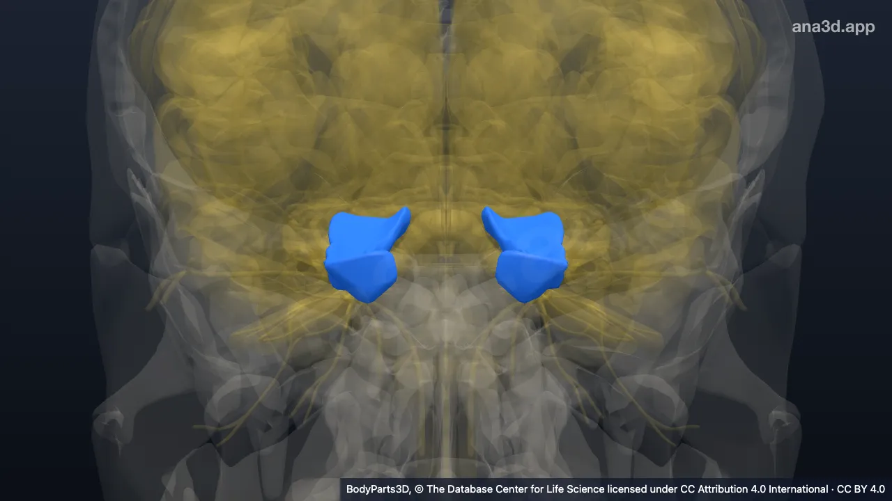 3D model: parahippocampal gyrus