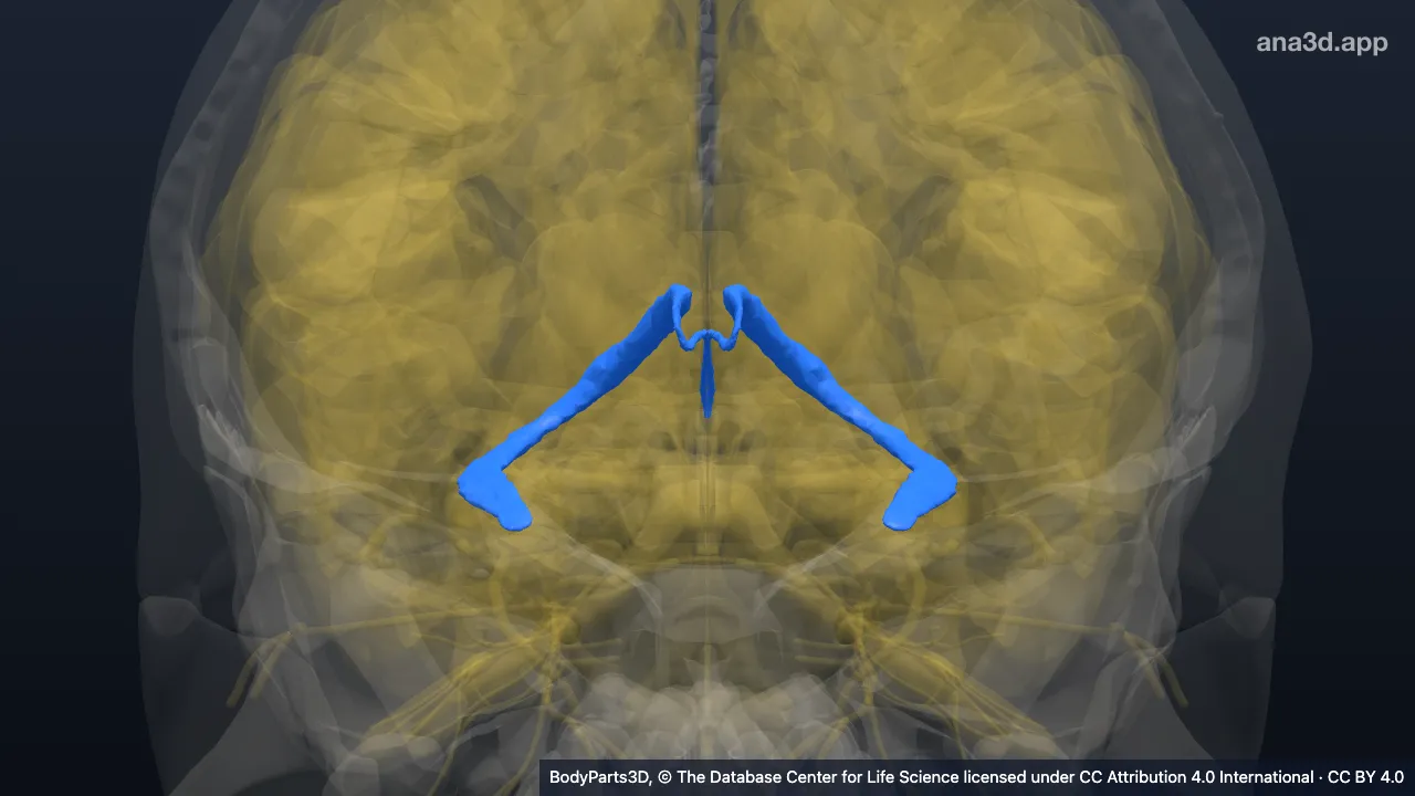 Model 3D: Pleksus koroideus hemisfer serebri