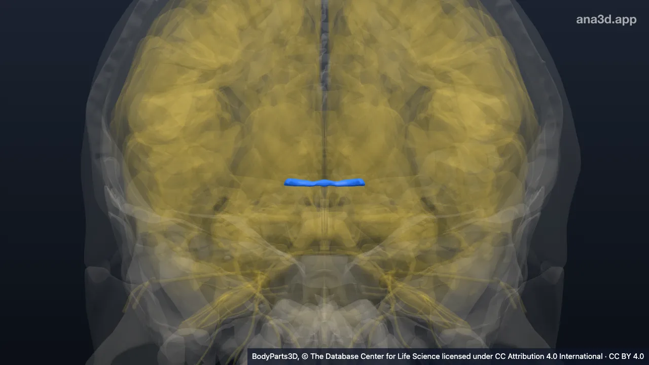 3D model: anterior commissure