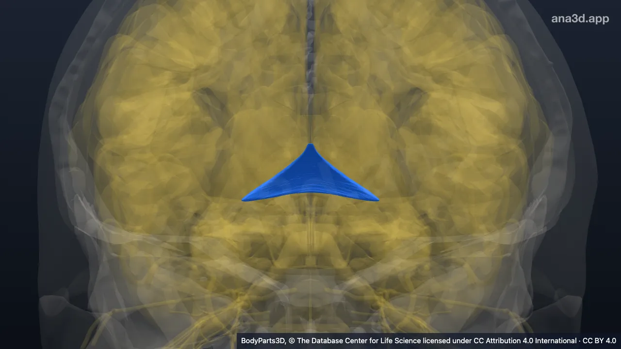 Modelo 3D: Comisura hipocampal