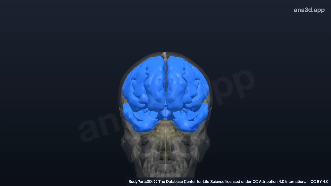 3D model: forebrain