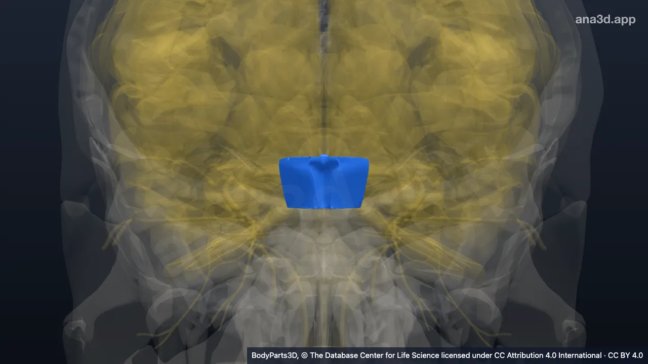 Modèle 3D : mésencéphale