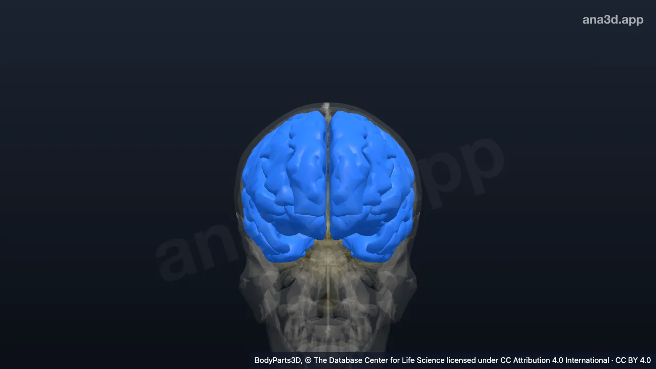 3D model: segment of forebrain