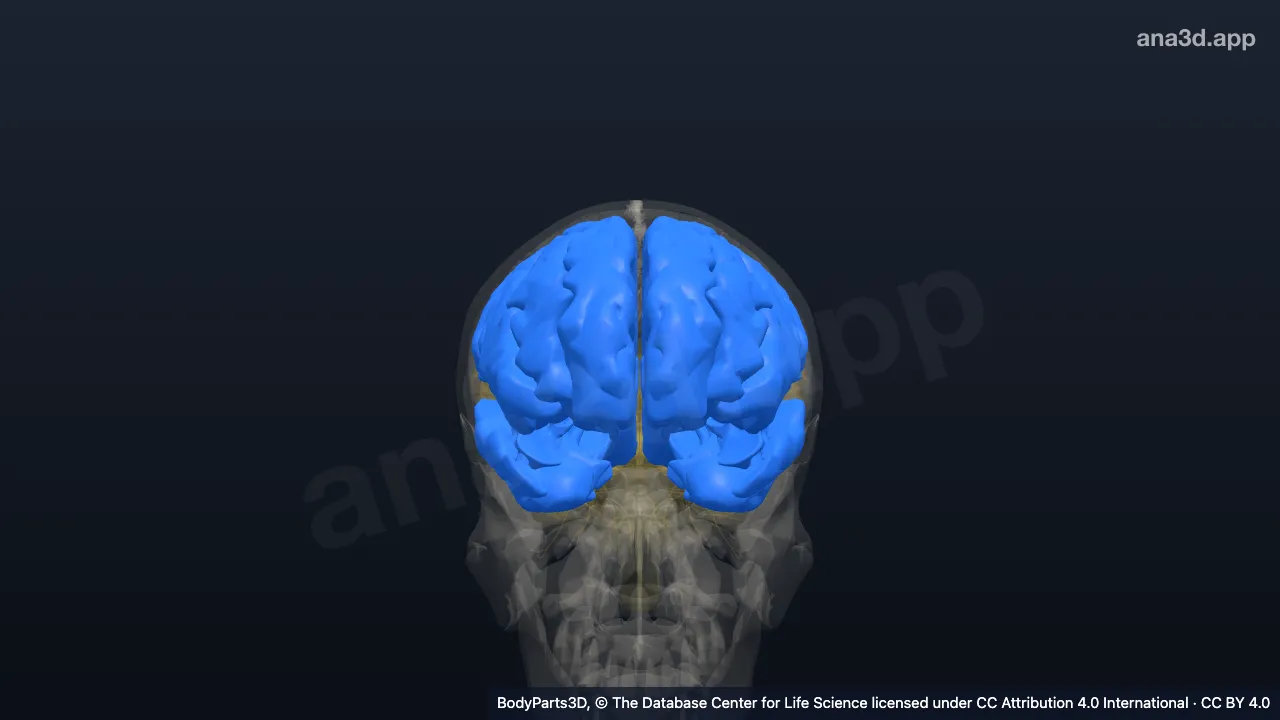 3D-Modell: Telencephalon