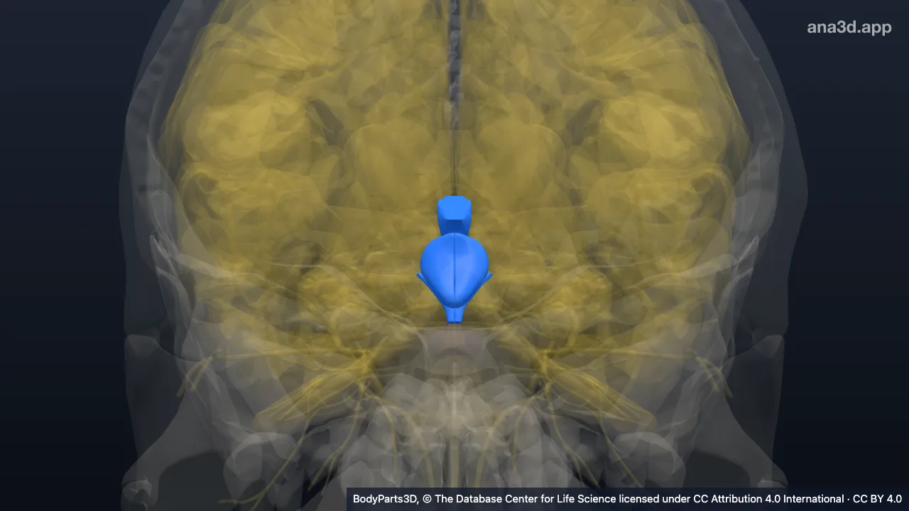3D model: diencephalon