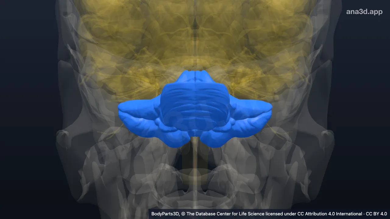 3D-Modell: Metencephalon