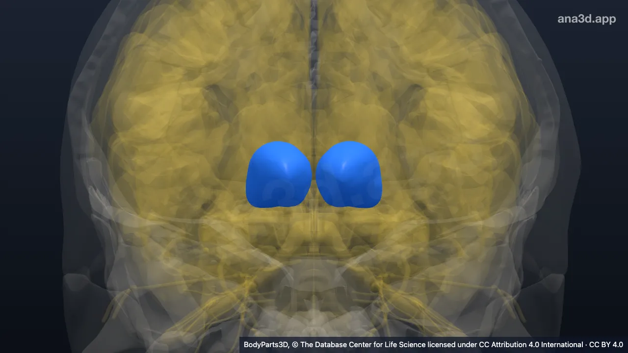 Modelo 3D: tálamo