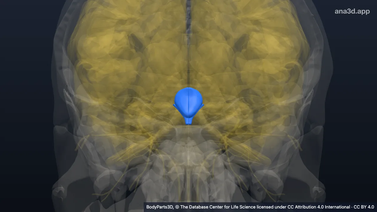 3D-Modell: Hypothalamus