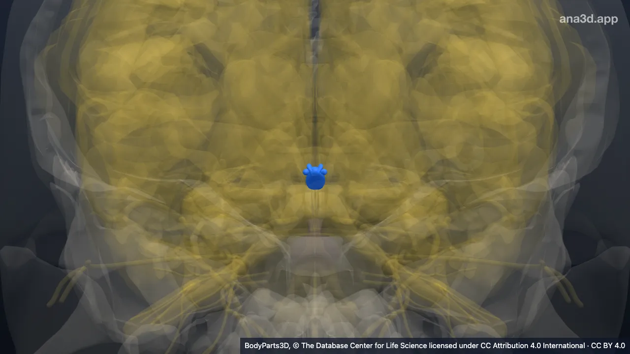 Modelo 3D: epitálamo