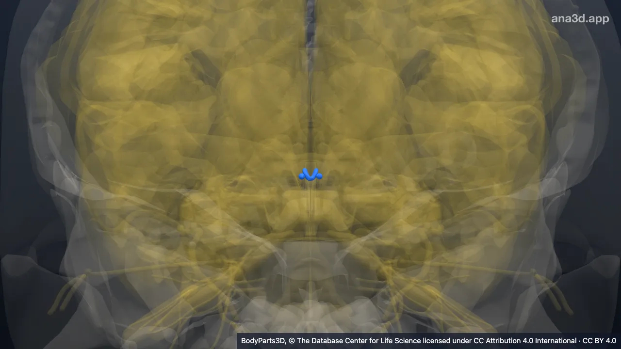 Modelo 3D: Habenula