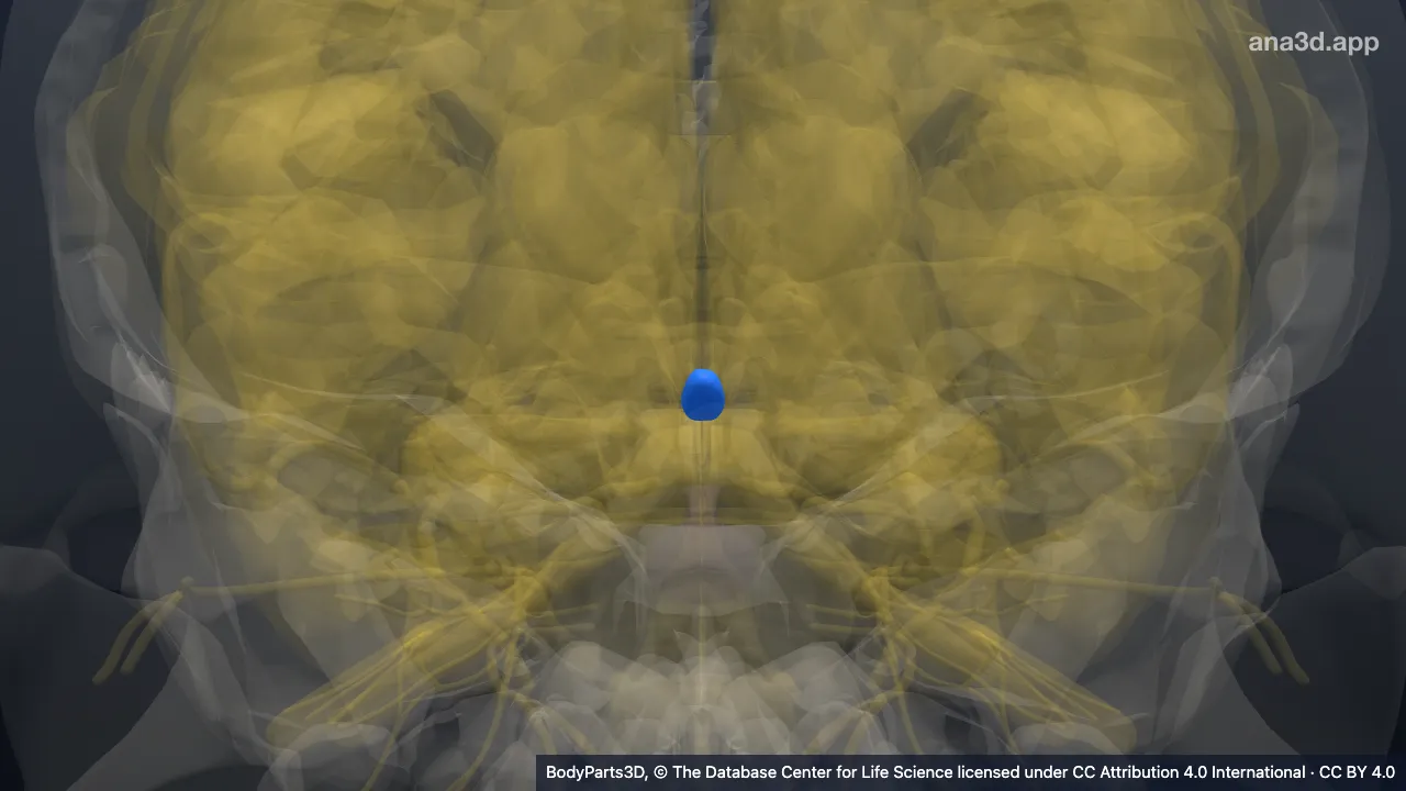 Modelo 3D: glândula pineal