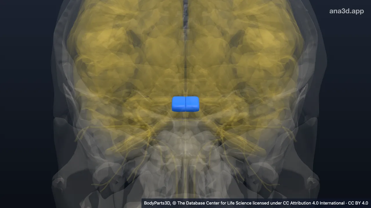 3D model: optic chiasm