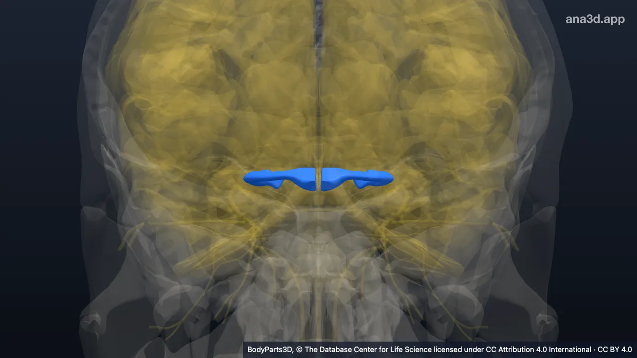 3D model: optic tract