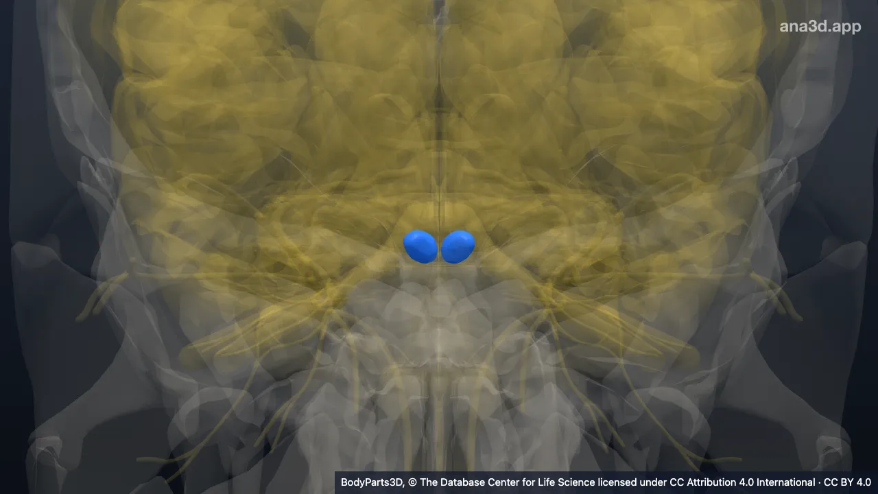 3D model: inferior colliculus