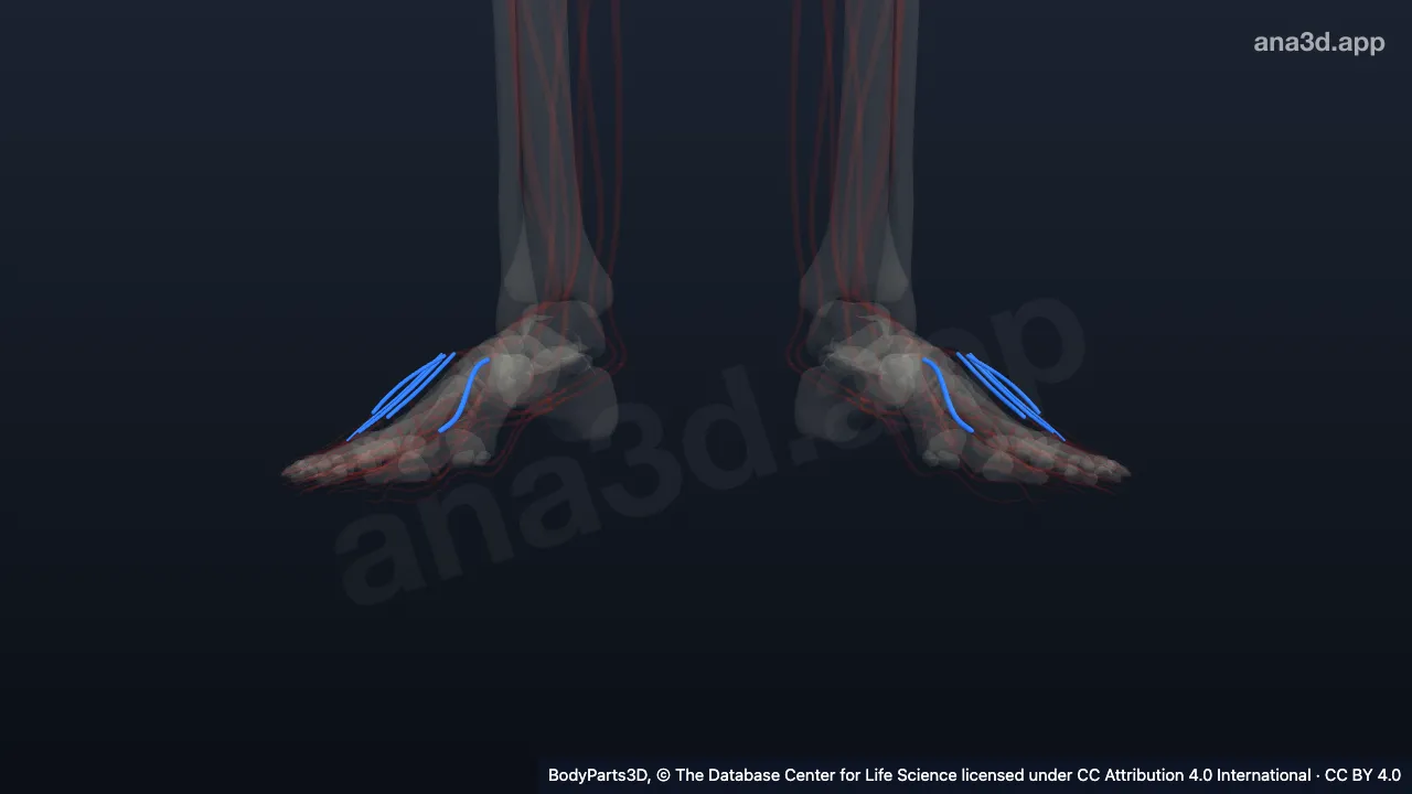 3D model: tributary of deep palmar venous arch