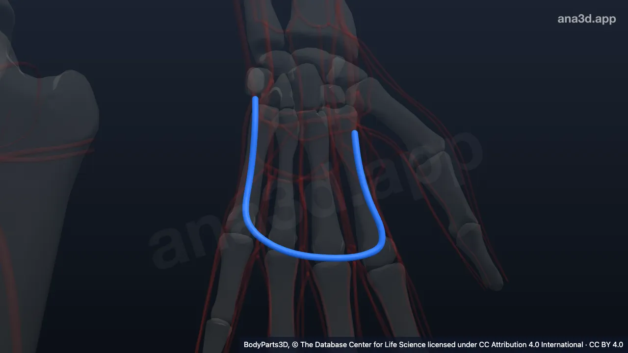 3D model: dorsal venous network of left hand