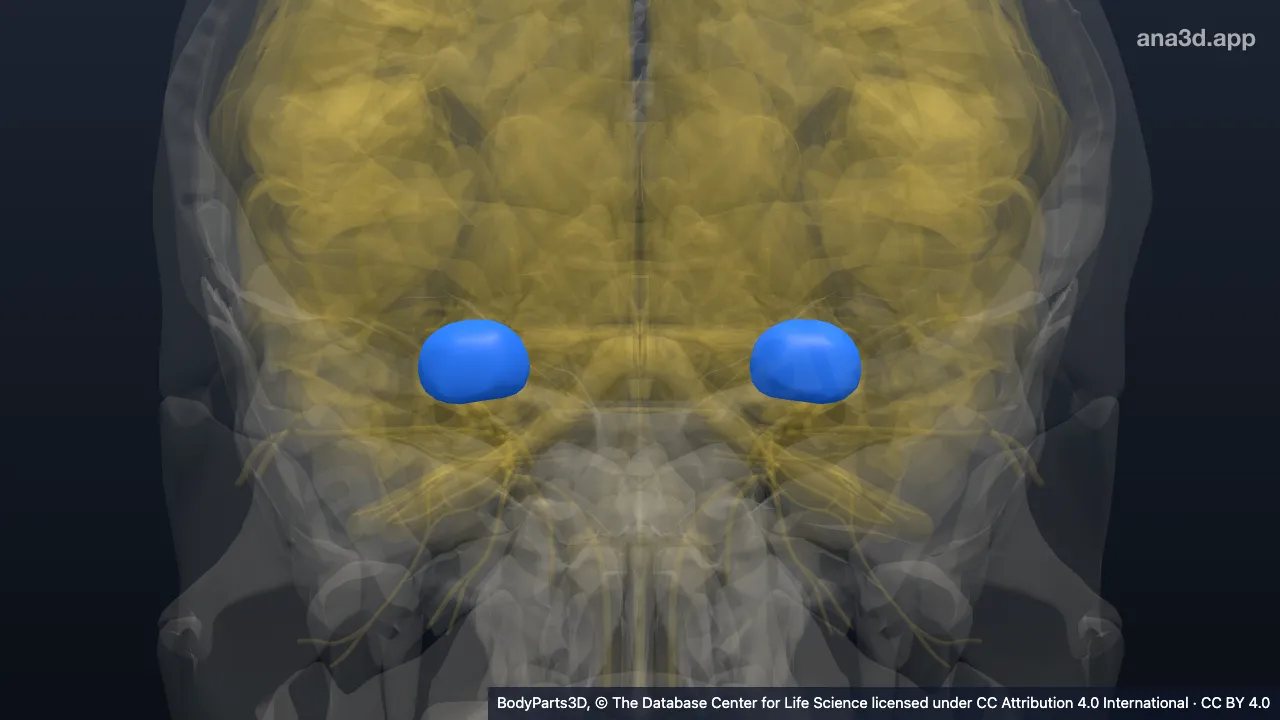 3D-Modell: Basalganglion des Telencephalons