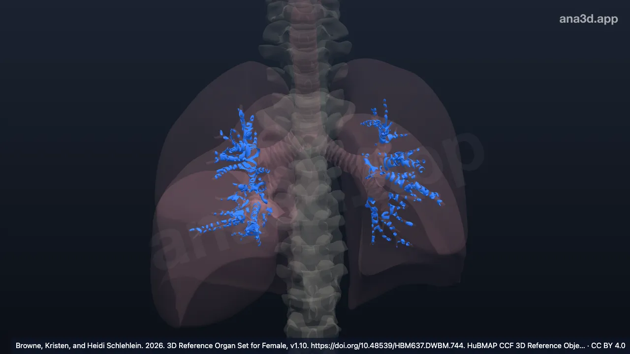 Modèle 3D : Cartilage de la bronche segmentaire