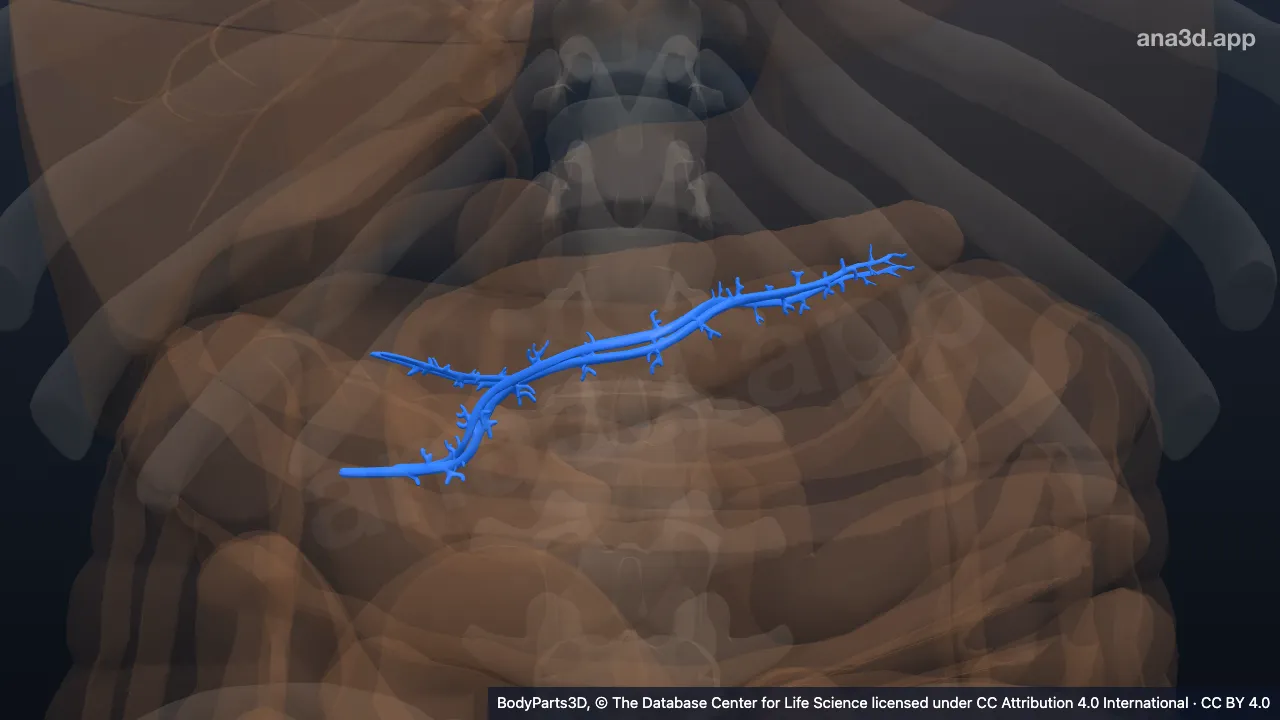 3D model: pancreatic duct tree