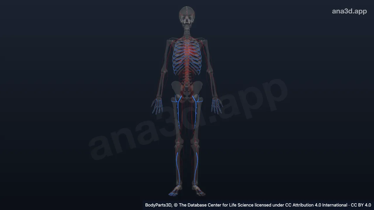 Modelo 3D: Conjunto de artérias