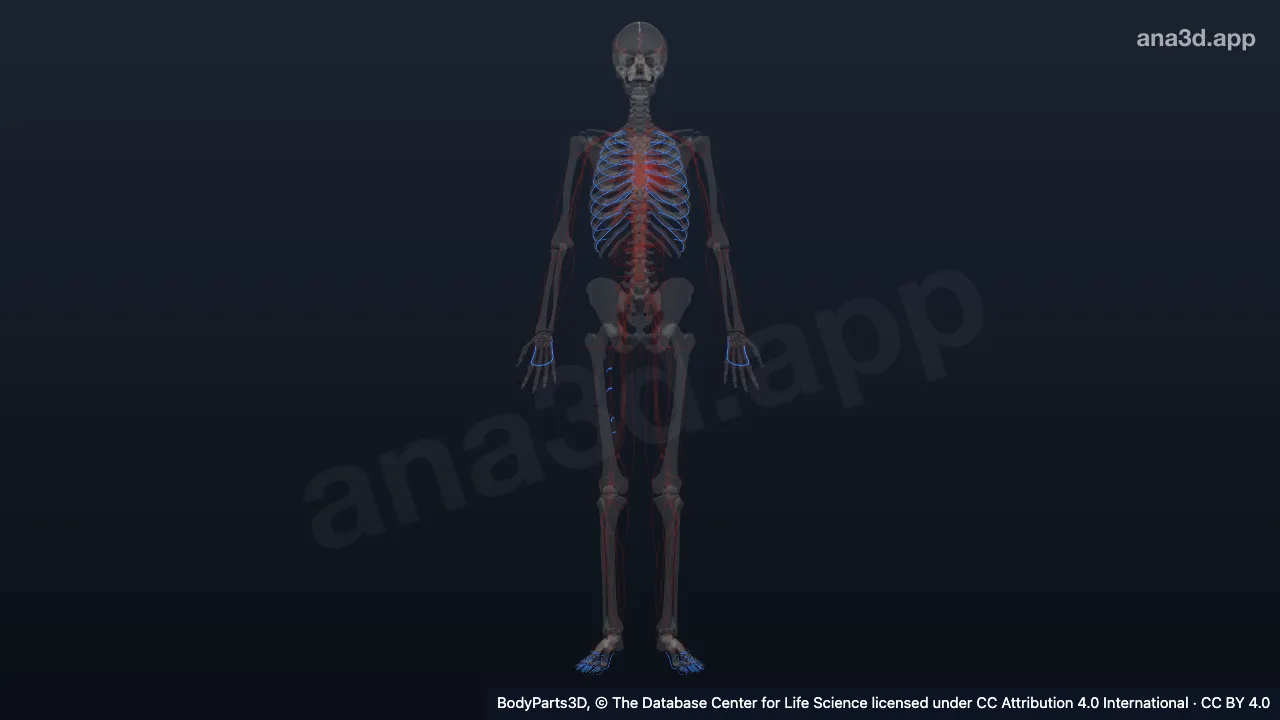 Modelo 3D: Conjunto de veias