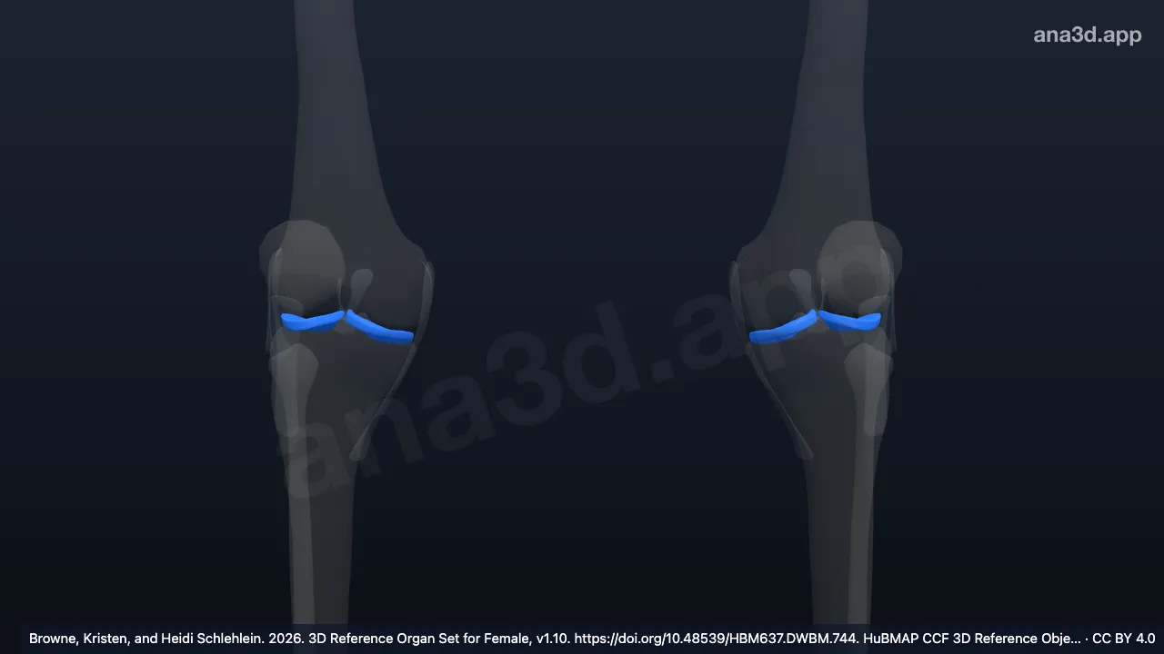 3D model: articular disk of knee joint