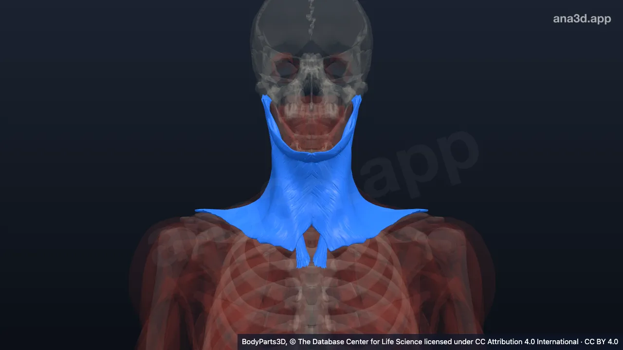 Model 3D: Otot superfisial leher