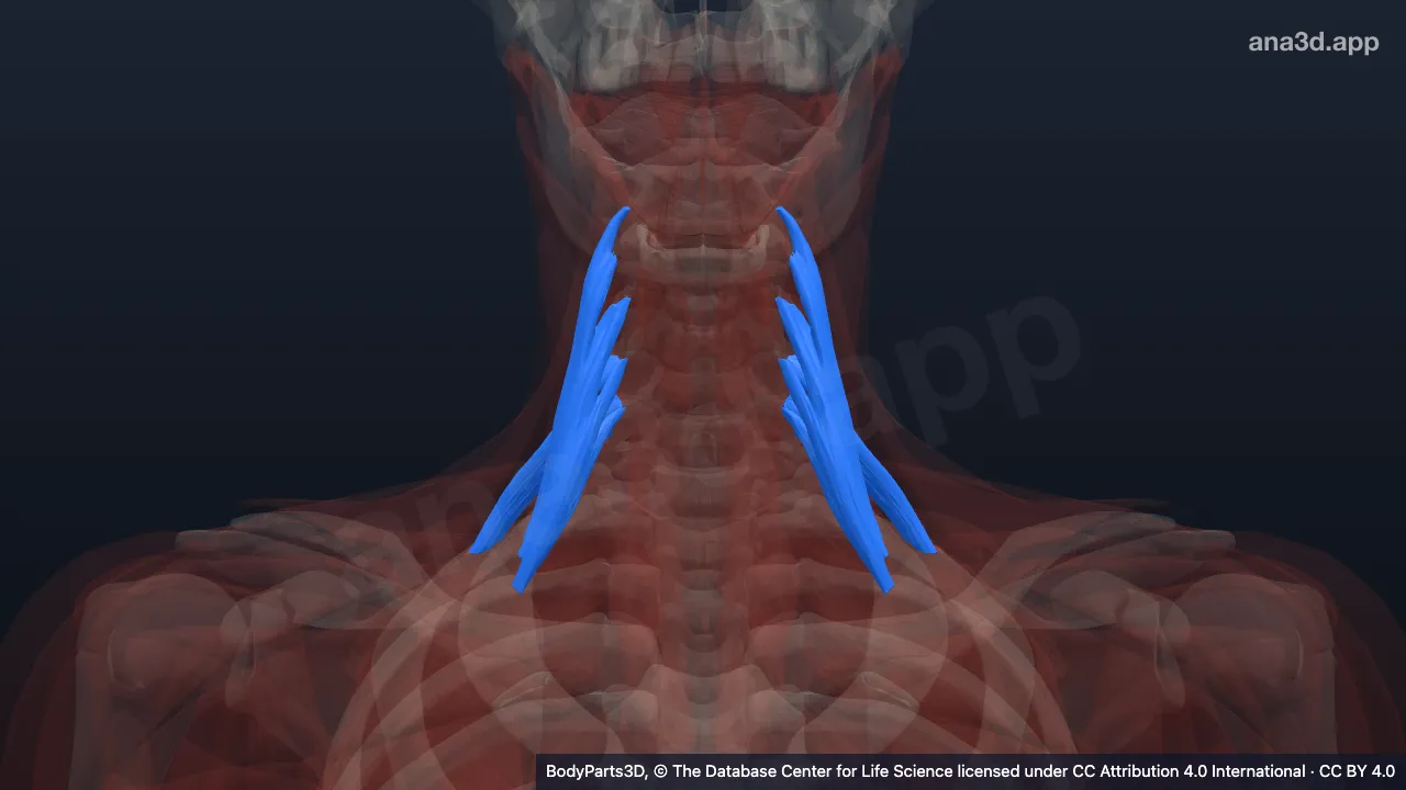 Model 3D: Otot skalenus