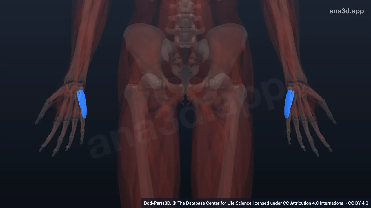 3D model: hypothenar muscle