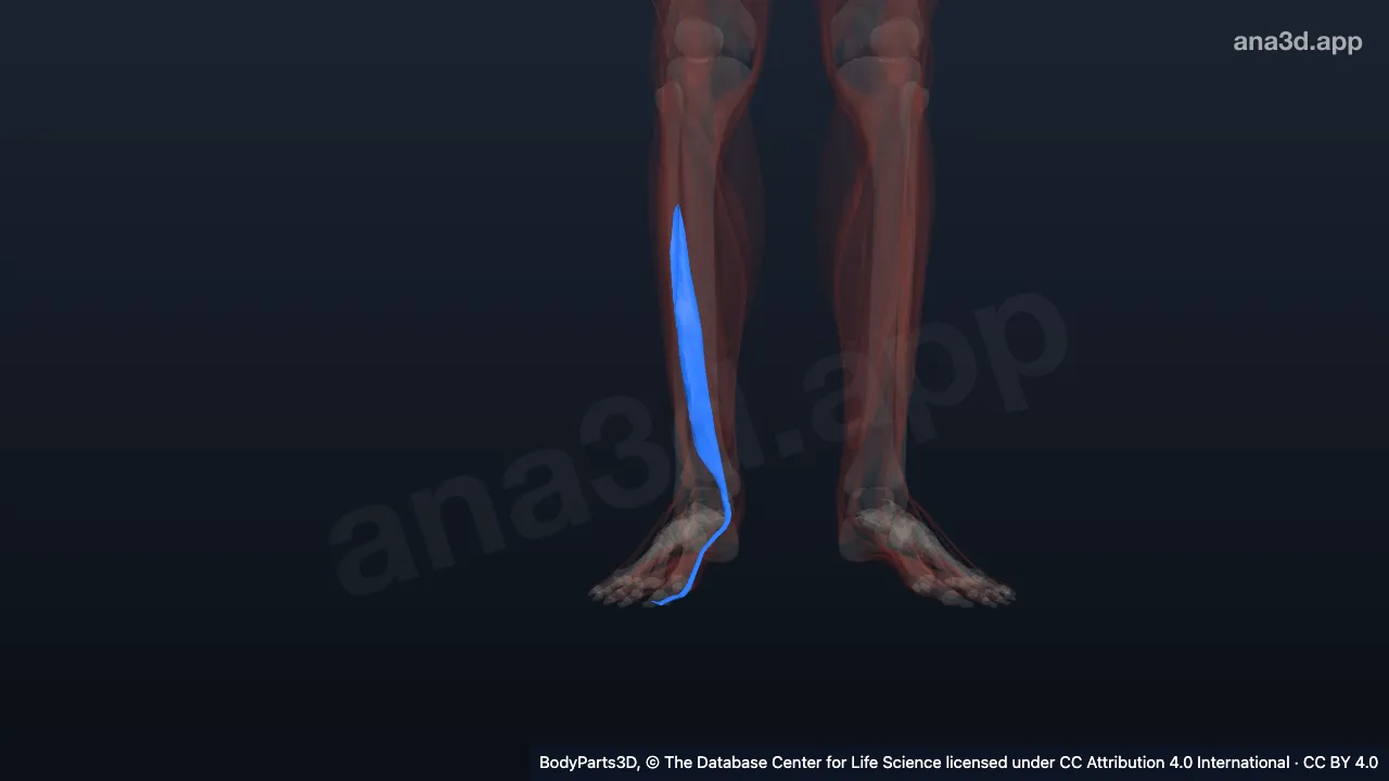 3D model: right flexor hallucis longus