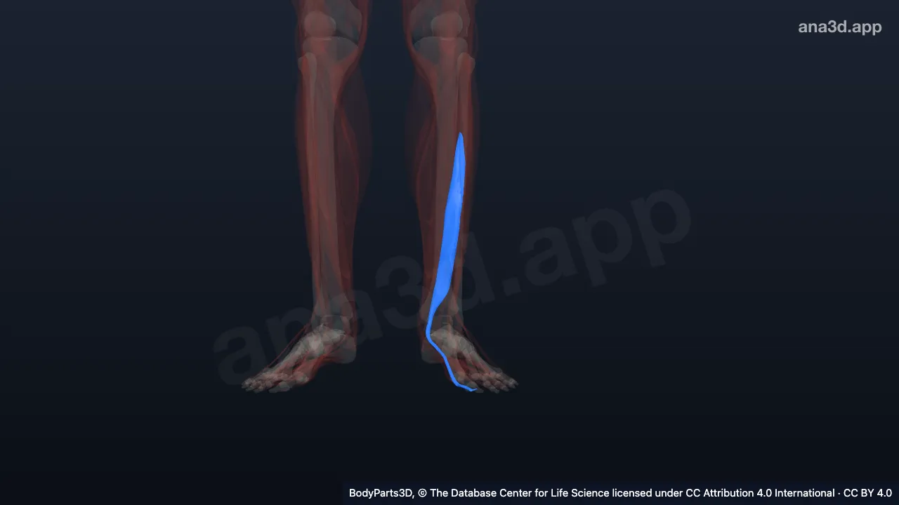 3D model: left flexor hallucis longus